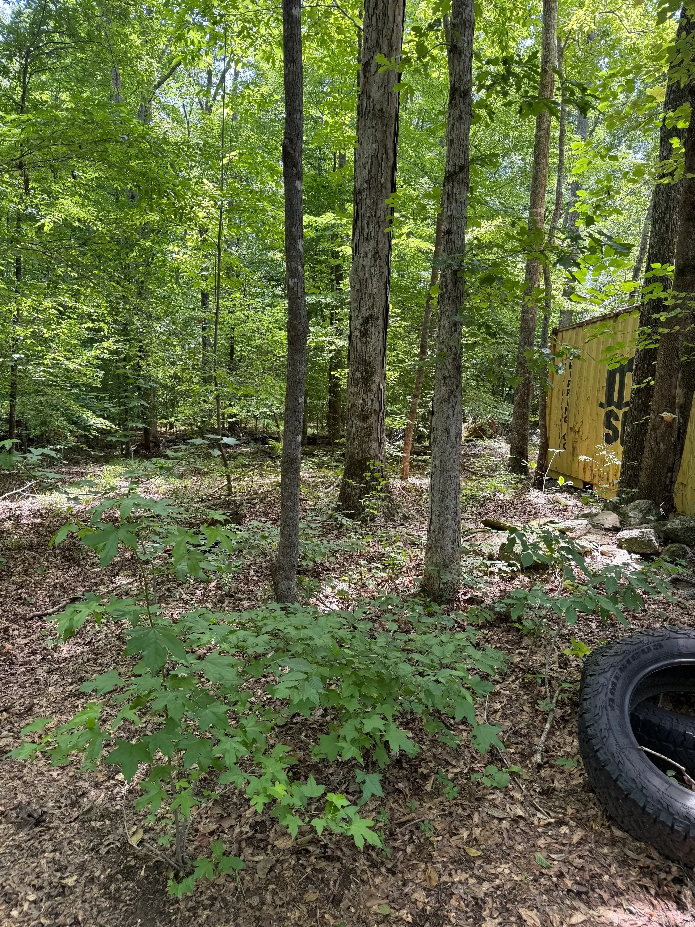 Wooden rail fence with cleared ivy and vegetation removal from stone wall and fence posts