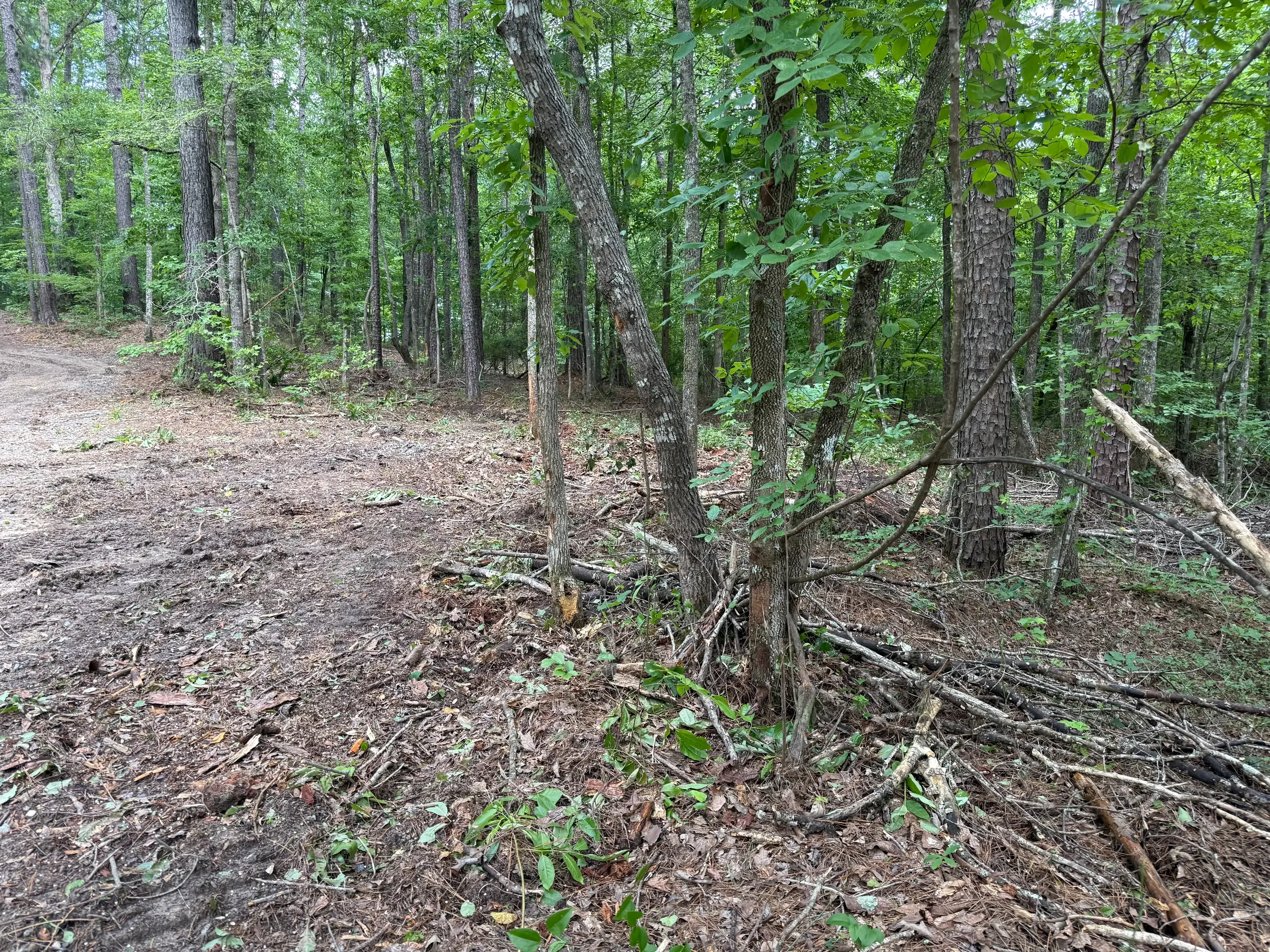 Cleared forest floor with mature trees, removed branches and brush debris organized on ground