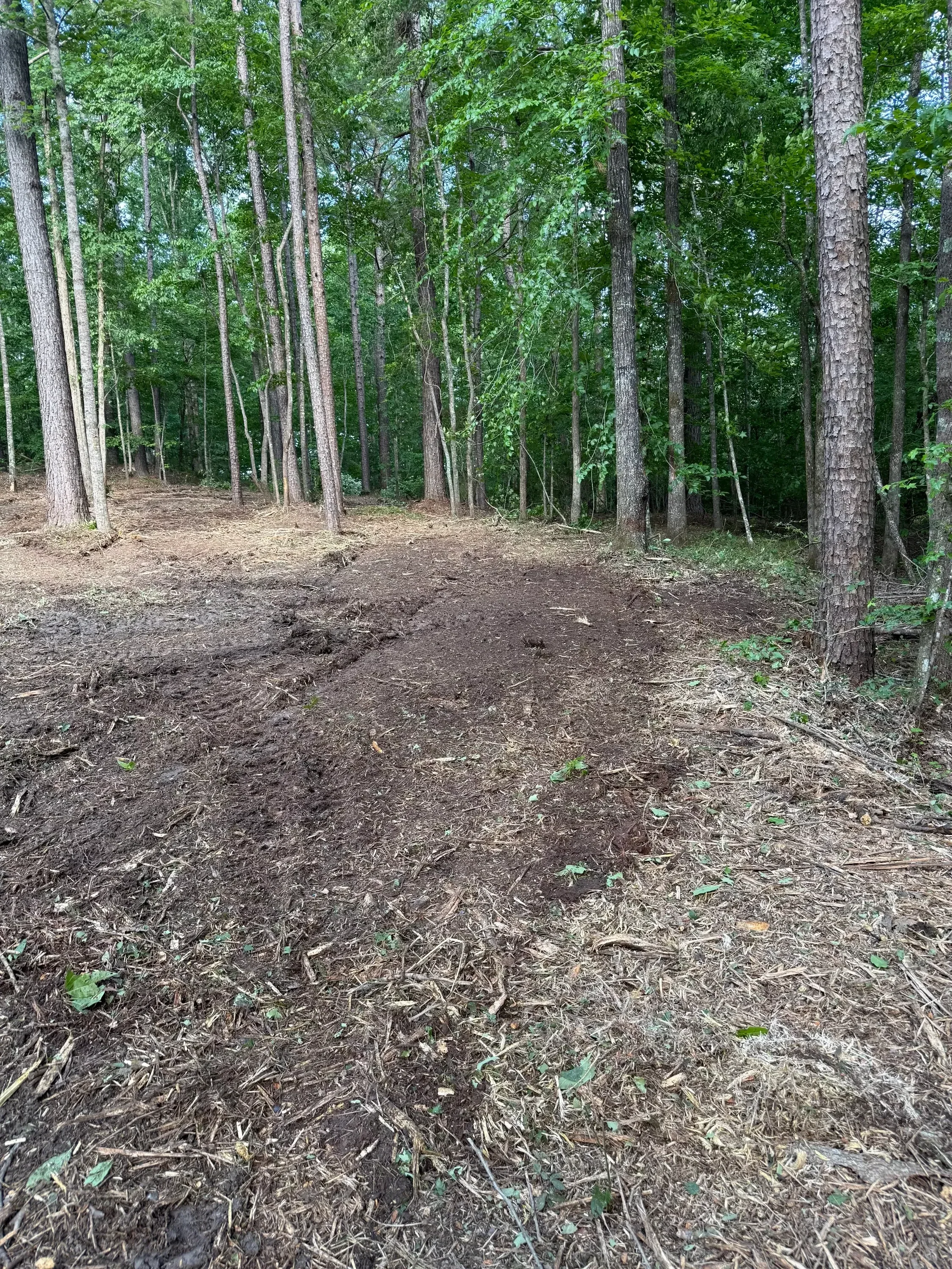 Before and after land clearing showing removal of dense brush, vines, and overgrown vegetation from property